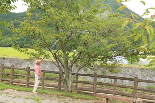 ���ō�ƕ��i