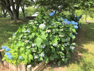 ������Βn�̎��z��