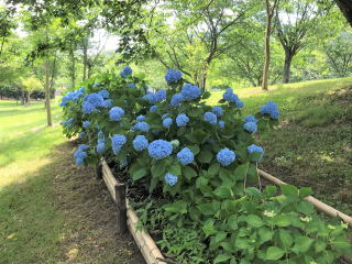 ������Βn�̎��z��