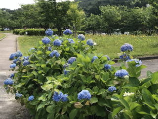 ������Βn�̎��z��