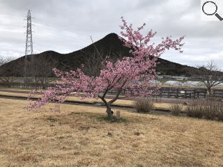 さくら緑地　河津桜