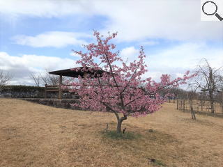 さくら緑地　河津桜