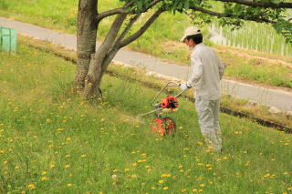 草刈り風景　手押し刈り払い機