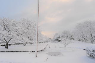 ������Βn�̐�i�F20201231