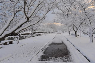 ������Βn�̐�i�F20201231