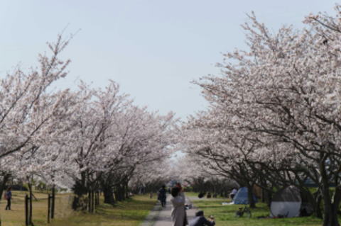 賑わうさくら緑地