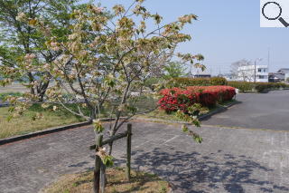 さくら緑地　満開のうこん