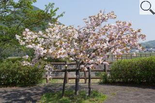 さくら緑地　満開の普現象