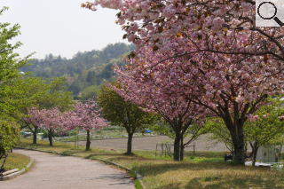 さくら緑地　満開の関山