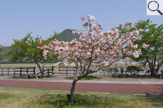 さくら緑地　満開のボタンサクラ