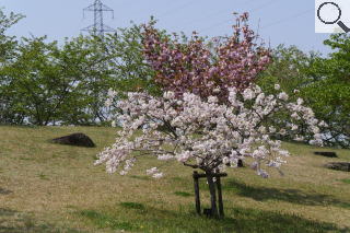 さくら緑地　満開の松月と関山