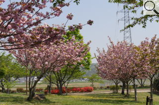 さくら緑地　満開の関山