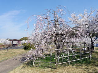 ������Βn�@�}�������