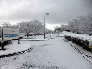 さくら緑地 積雪風景