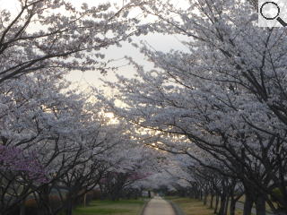 さくら緑地　さくらトンネル