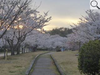 さくら緑地　染井吉野