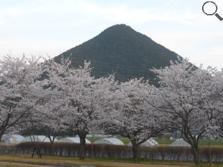 さくら緑地　三上山と染井吉野