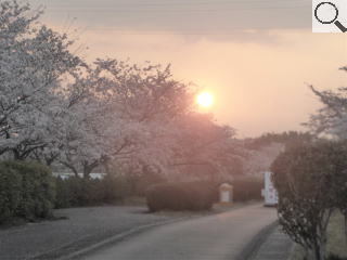 さくら緑地　朝日の染井吉野