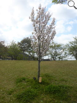 さくら緑地　天の川