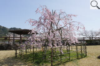 さくら緑地　紅枝垂れ