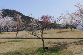 さくら緑地　ぼたん桜