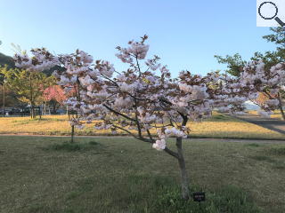 さくら緑地　ぼたん桜
