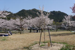 さくら緑地　江戸彼岸
