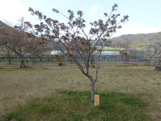 さくら緑地　御衣黄