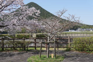 さくら緑地　普現象