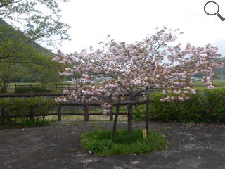 さくら緑地　普現象