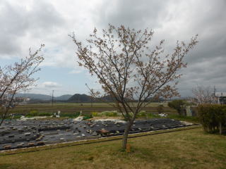 さくら緑地　一葉