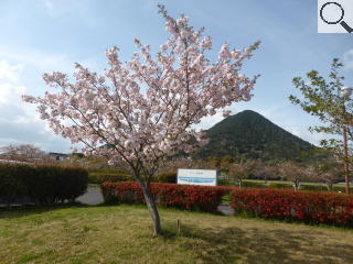 さくら緑地　一葉