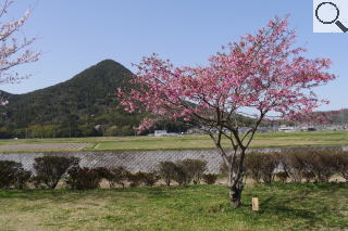 さくら緑地　寒緋桜
