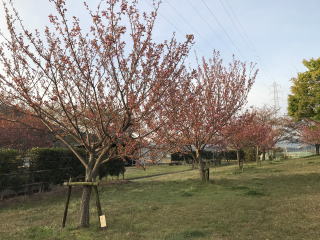 さくら緑地　関山