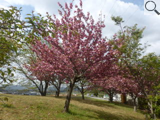 さくら緑地　関山