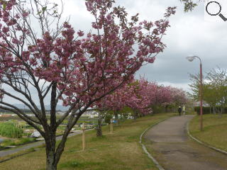 さくら緑地　関山