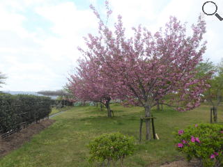 さくら緑地　八重桜