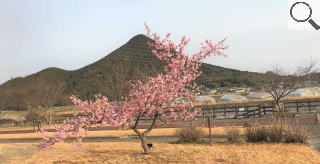 さくら緑地　河津桜