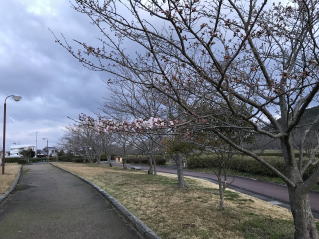 さくら緑地　染井吉野