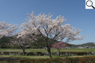 さくら緑地　染井吉野