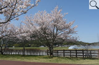 さくら緑地　染井吉野