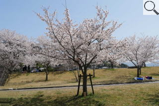 さくら緑地　染井吉野