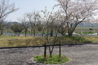 さくら緑地　うこん