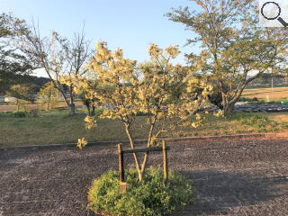 さくら緑地　うこん