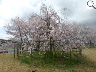 さくら緑地　紅枝垂れ