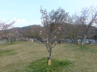 さくら緑地　楊貴妃