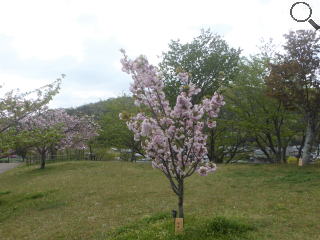 さくら緑地　楊貴妃