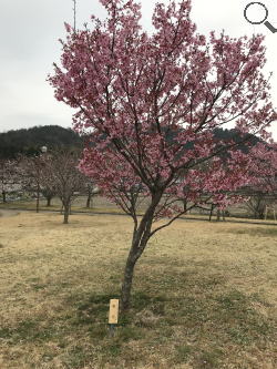 さくら緑地　陽光